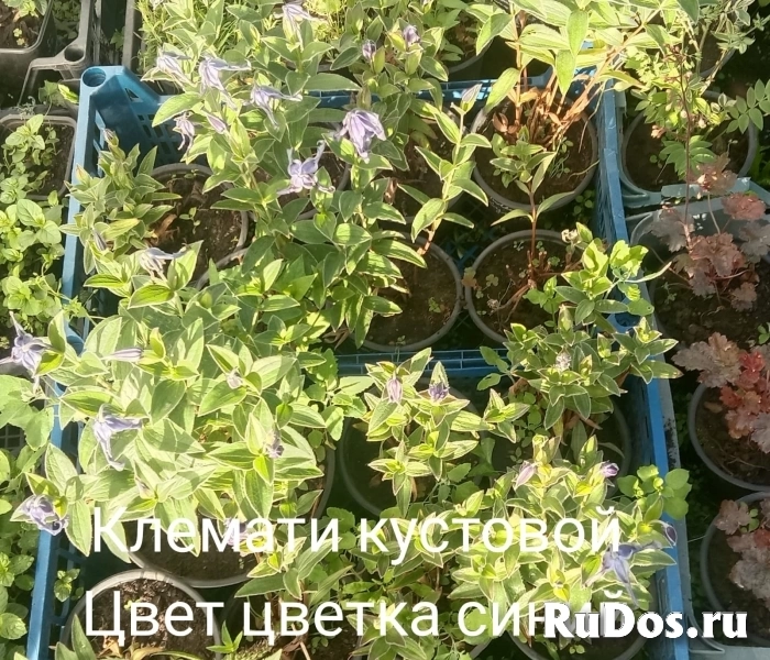 , купить растения изображение 3