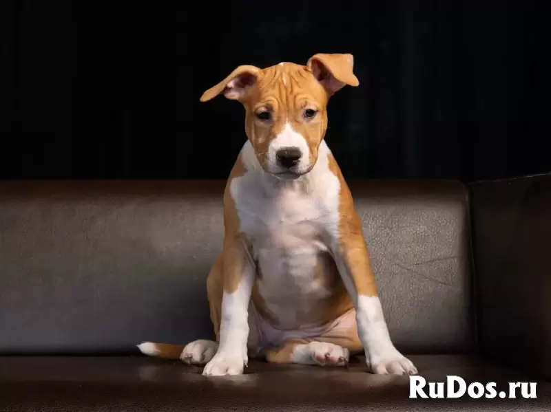 Шикарные тигровые и рыжие щенки Амстаффтерьера ркф изображение 6