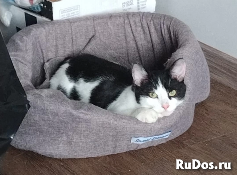 котенок Мишка ищет дом изображение 3