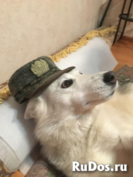 Замечательная лаечка Люся ищет дом! изображение 6