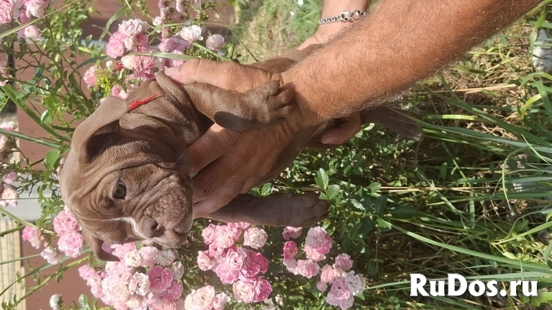 ЩЕНКИ Булли изображение 3