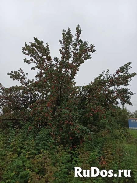 Продам земельный участок 10 соток, СНТ Восход, Червишевский тракт изображение 8