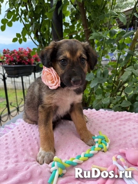 Щенки. Девочки. Ищем ручки и дом. фотка