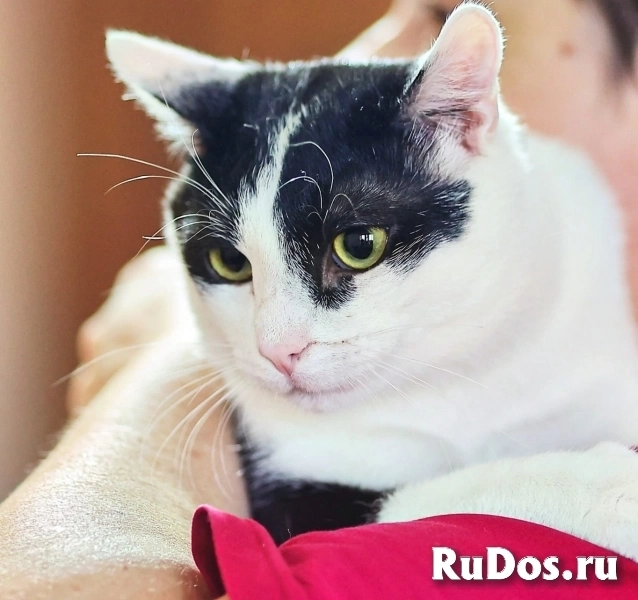 Котик ищет своего человека фотка