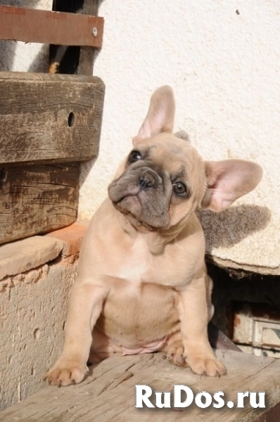 Французский бульдог, экзотические щенки фотка