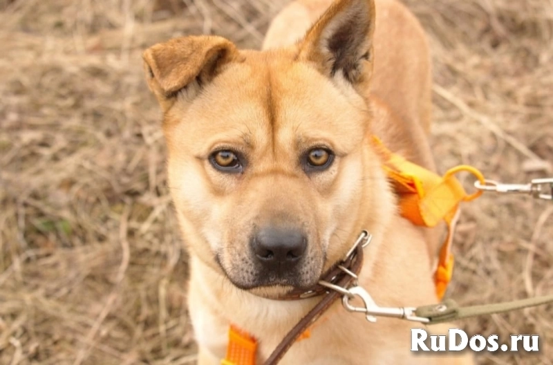 Джо и Ася ищут хоязяина фото