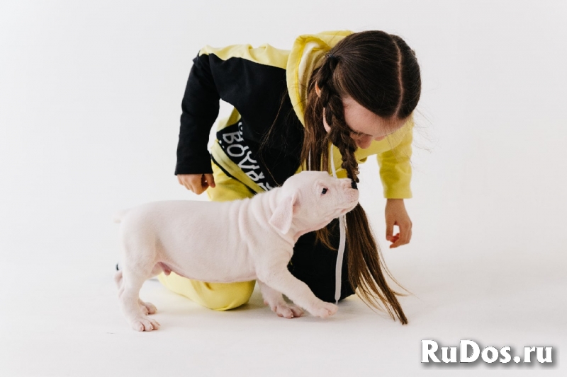 Щенки Аргентинского дога изображение 5