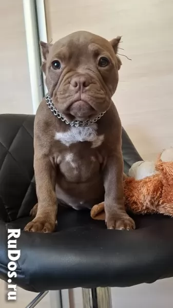 ЩЕНКИ Булли фотка