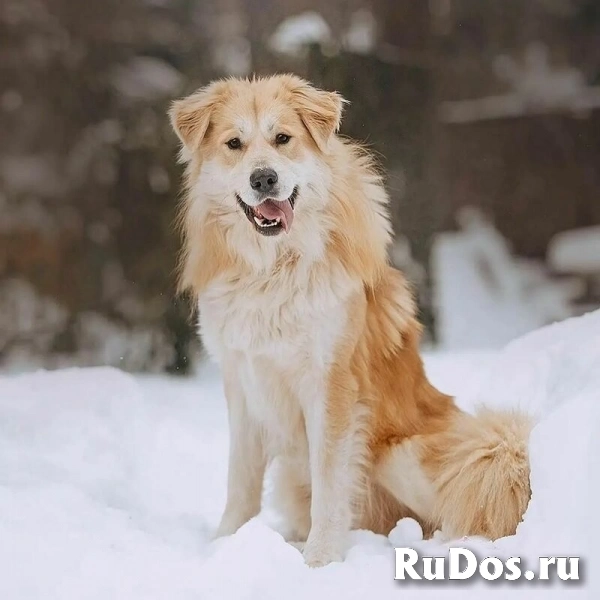 Шикарный пёс Нортон в добрые руки. изображение 8