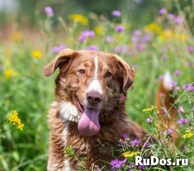 Молодой весёлый Барни в добрые руки! изображение 11