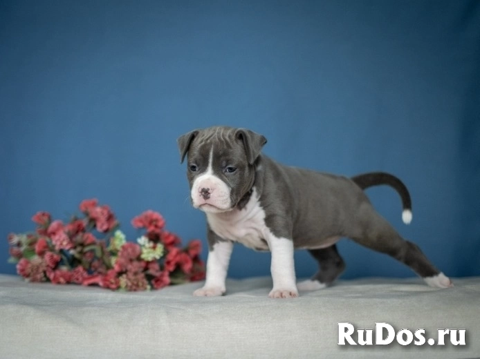 Красивые детки Амстаффтерьера ркф изображение 3