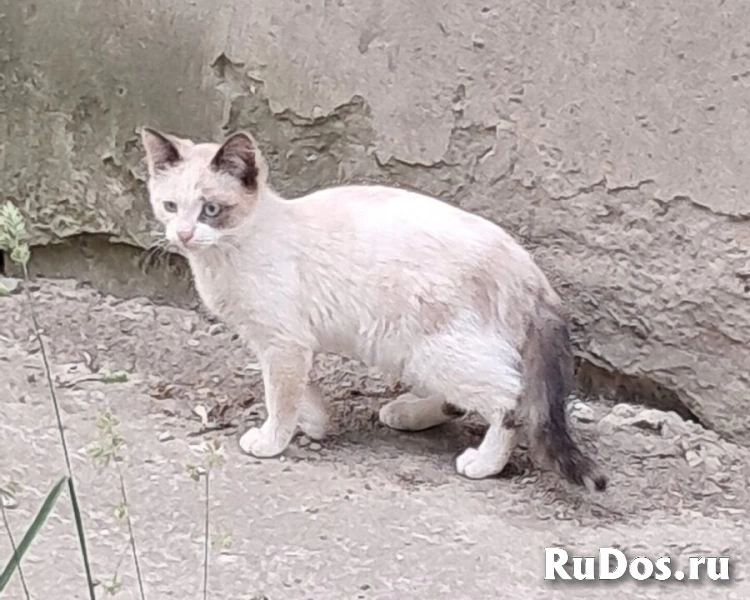 Вася, Мусенька и Мурзичек ждут своих хозяев. изображение 3