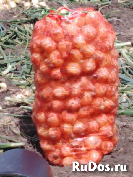 Сезонные овощи оптом изображение 5