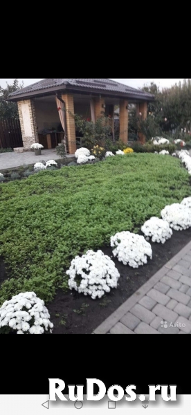 Хризантема мультифлора белая фотка