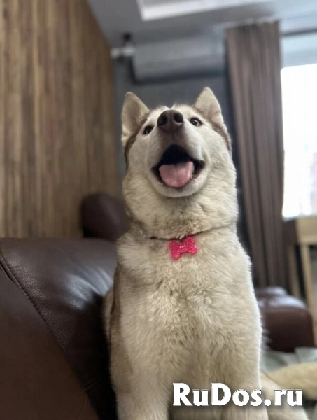 Бри ищет дом изображение 5