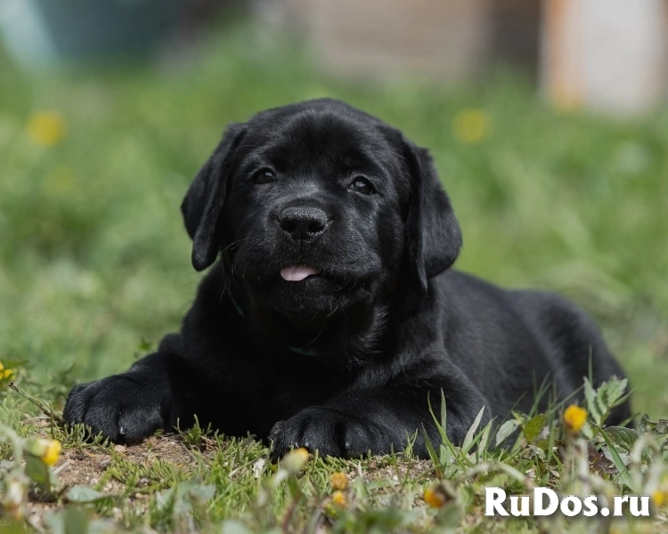 Продаються щенки лабрадора изображение 7