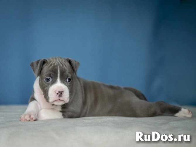 Красивые детки Амстаффтерьера ркф изображение 11