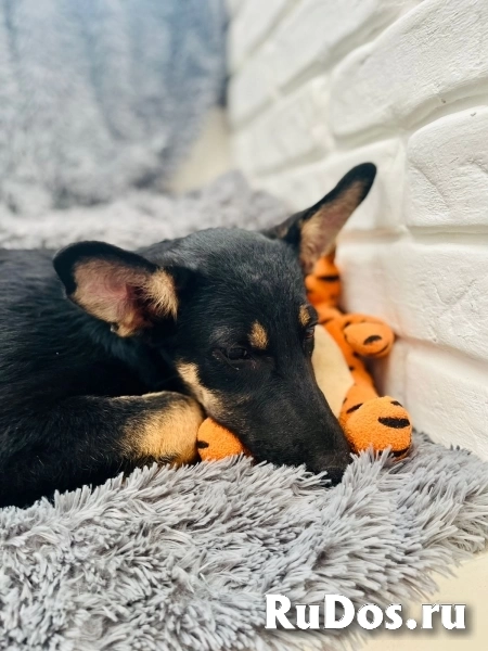 Чудесная девочка Дейзи ищет дом. изображение 3