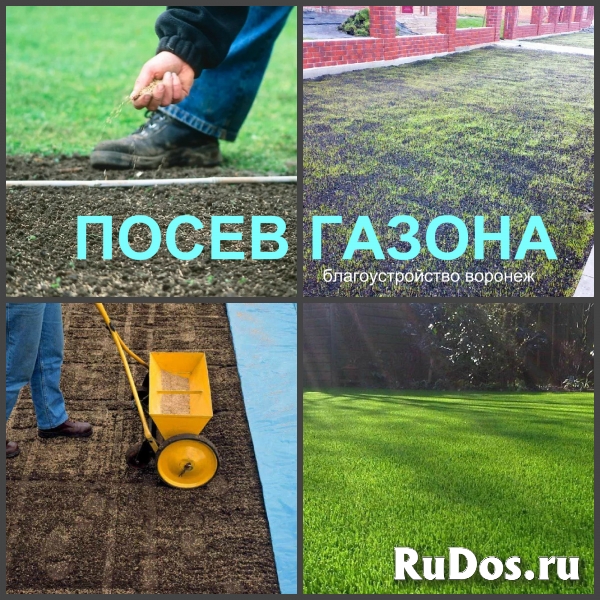 Газон рулонный и посевной Воронеж посадка изображение 5