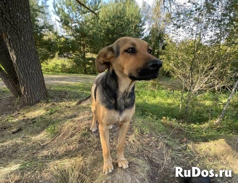 Два очаровательных дворянина и их мама ищут дом фото