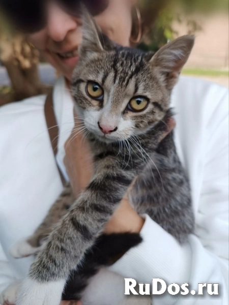 Ищут дом трое котят. фотка