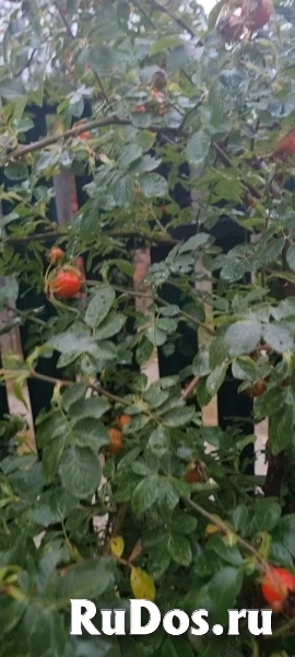 Продается Дом Владимирская область Петушинский район СНТ "Дубок" изображение 3