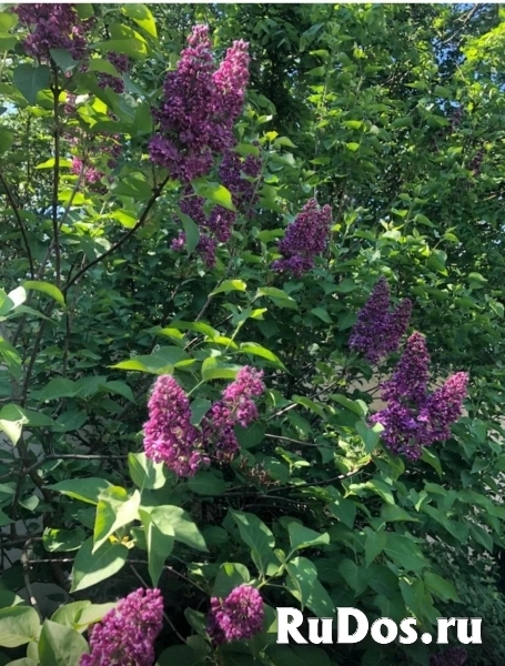 Продам коттедж 290 м2 изображение 4