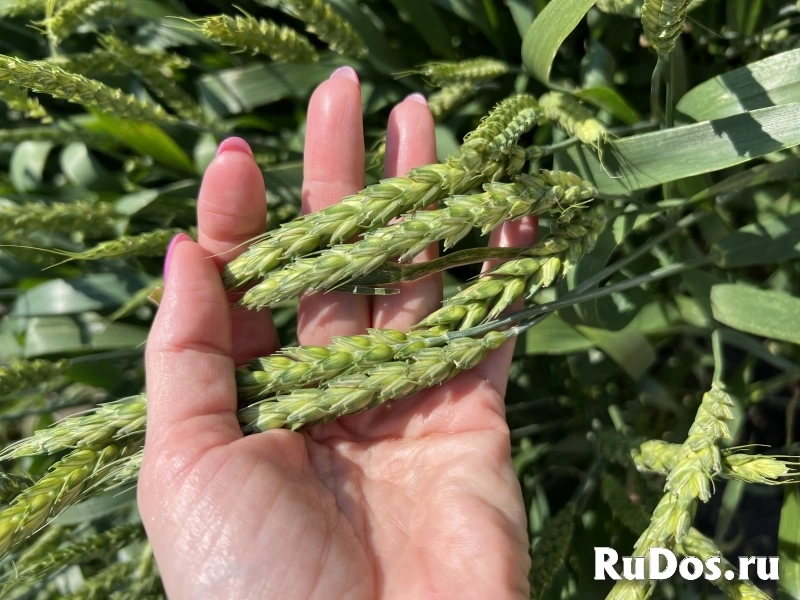 Семена озимой пшеницы краснодаркой селекции фото