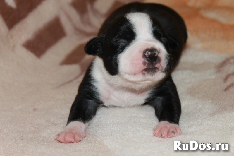 Малыши Амстаффтерьера бронь изображение 12