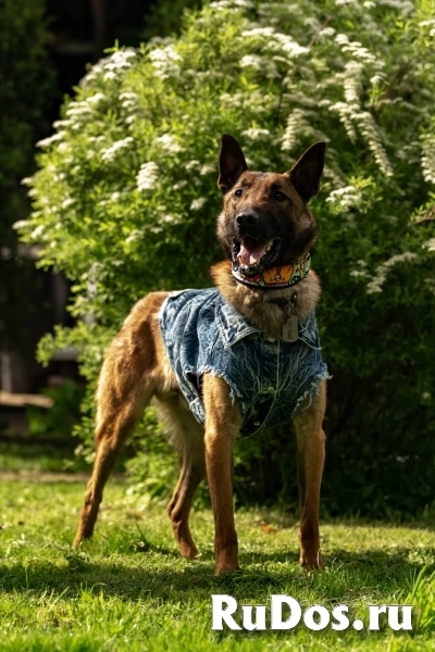 Красавчик Анзор ищет дом. изображение 7