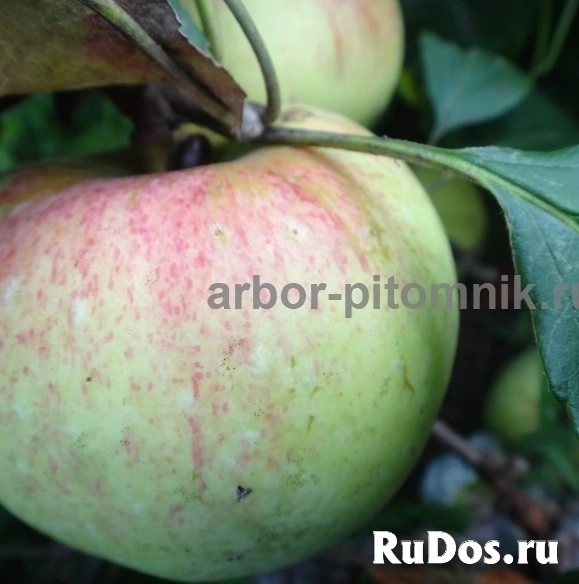 Саженцы яблони из питомника, с доставкой и посадкой по низкой цене изображение 4