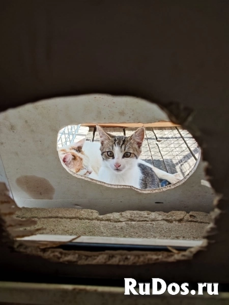 Красивые и умные котята, ищут тёплый дом изображение 3