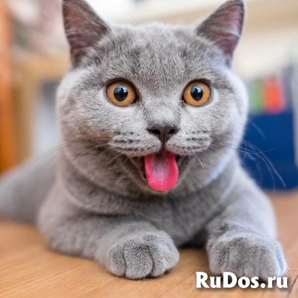 Работа для всех / Упаковщики в Тульскую обл. / РФ/СНГ / Жилье фото