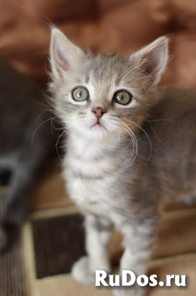 Котята в добрые руки фото