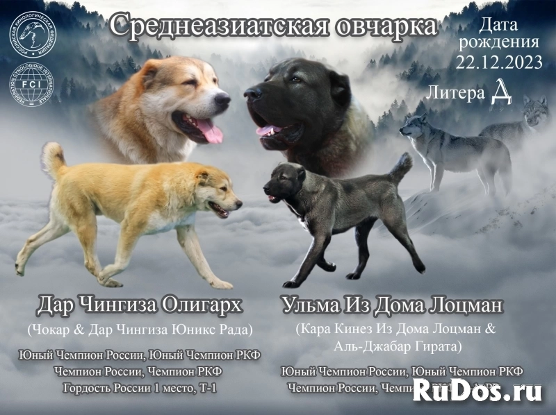 Алабай, Щенки алабая, Сао фотка