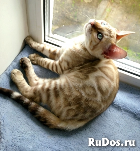 Шикарные шоу класса бенгальские котята недорого изображение 7