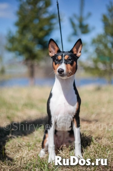 Щенок басенджи изображение 4