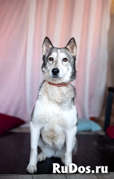 Лайка Саванна ждёт свою семью фотка