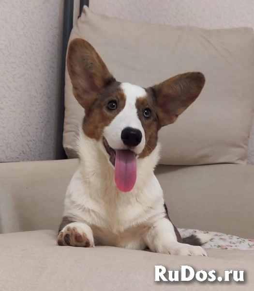 Щенки Вельш Корги Кардиган изображение 6