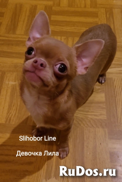 Чихуахуа девочка Лила изображение 3
