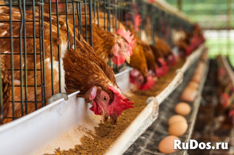 Разнорабочий на птицефабрику фото