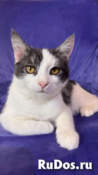 Замечательный котенок Лунтик  ищет дом! изображение 9