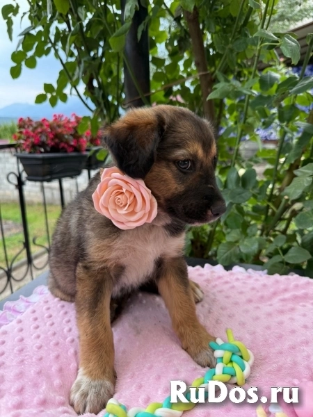 Щенки. Девочки. Ищем ручки и дом. изображение 6