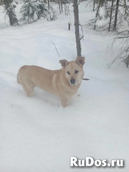 Лесси в поисках верного друга и любящего хозяина. изображение 10