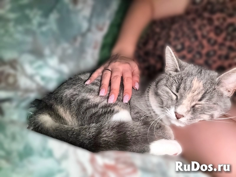 "Сладкая" кошечка изображение 3