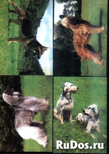 Открытки собаки Чехословакия изображение 5