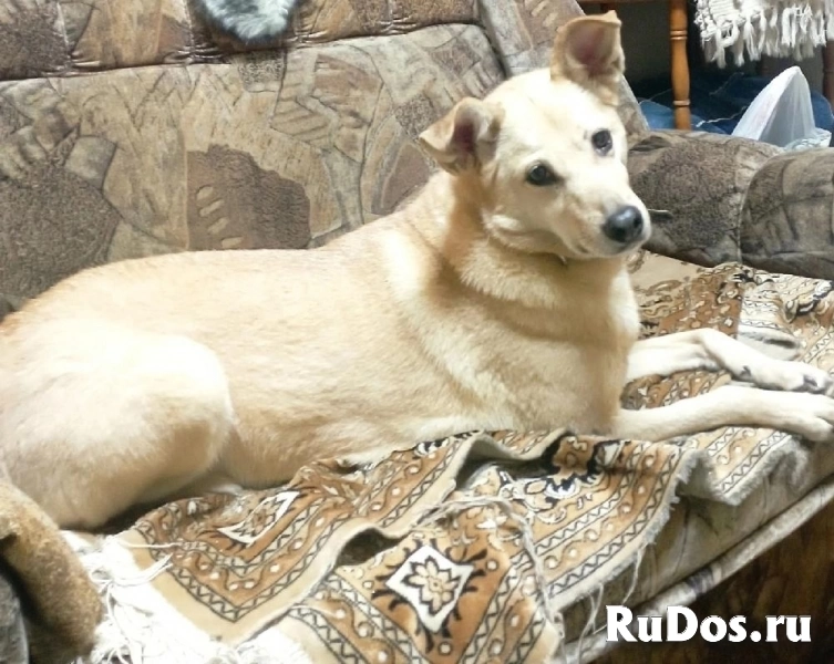 Лесси в поисках верного друга и любящего хозяина. фотка