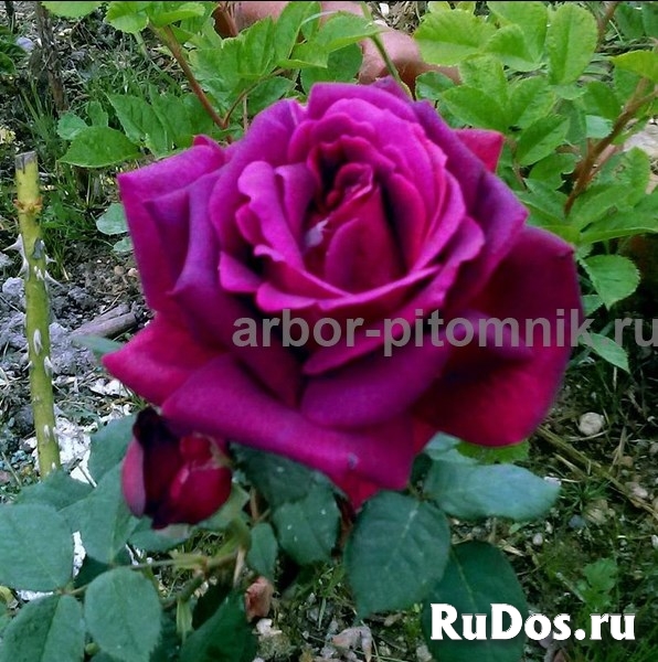 Саженцы кустовых роз из питомника, каталог роз в большом ассортим фото