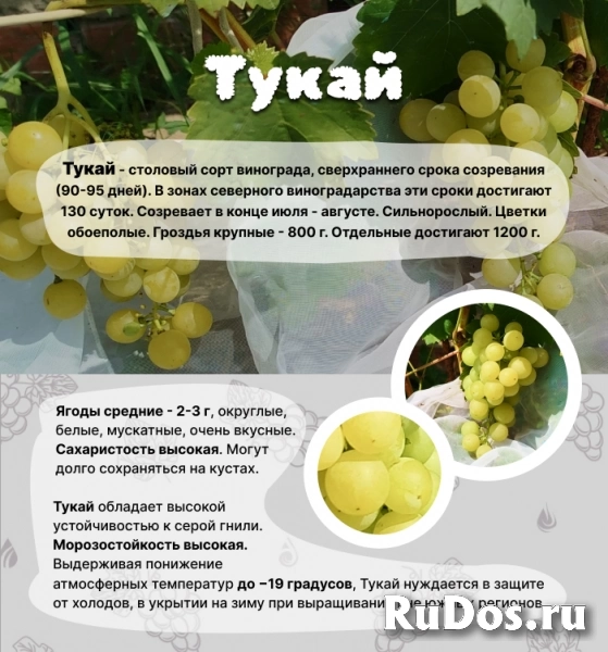 , купить растения фотка