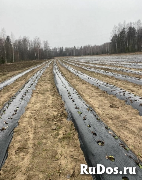 Клубничный бизнес «под ключ» изображение 3